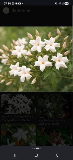 fully established common jasmine