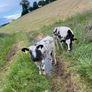 Heifers Image 6