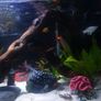 fish tank & equipment Image 3