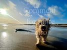 Rare breed Glen of Imaal Terrier Available for Photoshoots Image 10