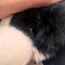 Keel Toys Jessie Border Collie Black White Dog Soft Plush approx. 25 cm. Blue Collar Used Please see photos Image 10