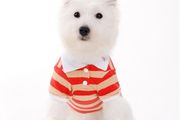 NEW dog/cat stripped polo t-shirt