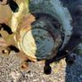 ROR 10 Stud Axles Image 3