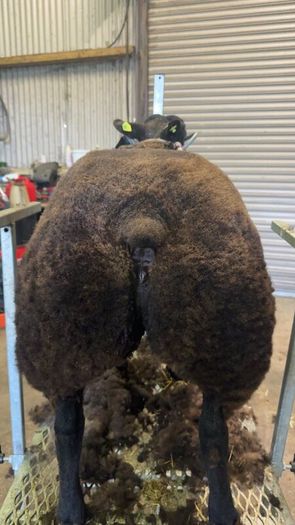 Pedigree Blue Texel Ewe lambs for sale