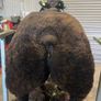 Pedigree Blue Texel Ram and Ewe lambs for sale Image 2