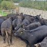 14 PBR Angus Maiden Heifers Image 7
