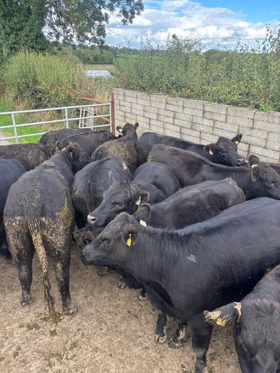 14 PBR Angus Maiden Heifers