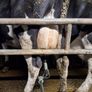 4 PBR Hol/Fr Milking Cows Image 3