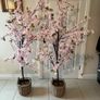 Cherry blossom trees Image 2