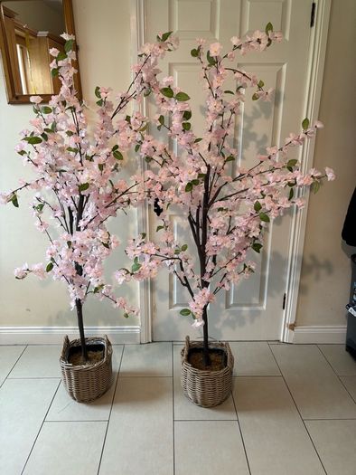 Cherry blossom trees