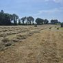 Square bales of hay and Straw Image 3
