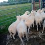 Organic hoggets Image 3