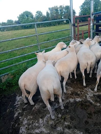 Organic hoggets