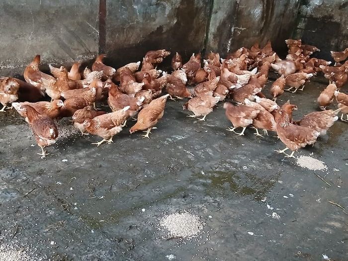 Brown pullets 19/20weeks