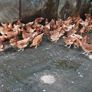 Brown pullets 19/20weeks Image 5
