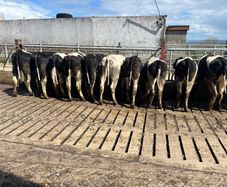 Maiden Holstein Friesian Heifers