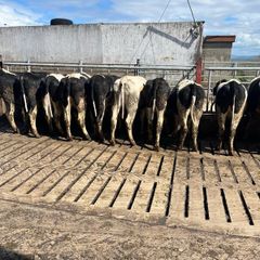 Maiden Holstein Friesian Heifers