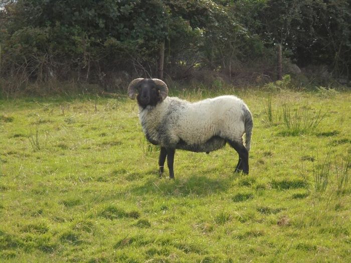 Teaser Rams, Vasectomised Teaser Ram .Teaser Ram.