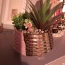 mixed succulent in ceramic pot Image 2