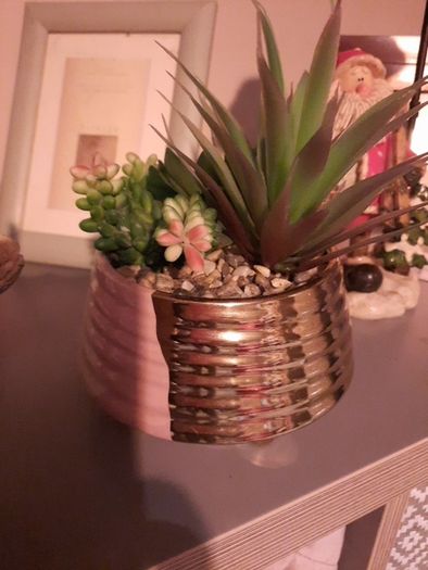 mixed succulent in ceramic pot
