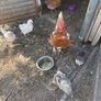 chickens Image 3