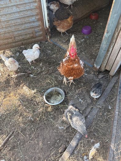 chickens