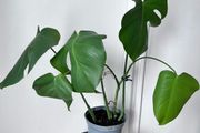 Young Monstera deliciosa plant