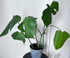 Young Monstera deliciosa plant