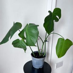 Young Monstera deliciosa plant