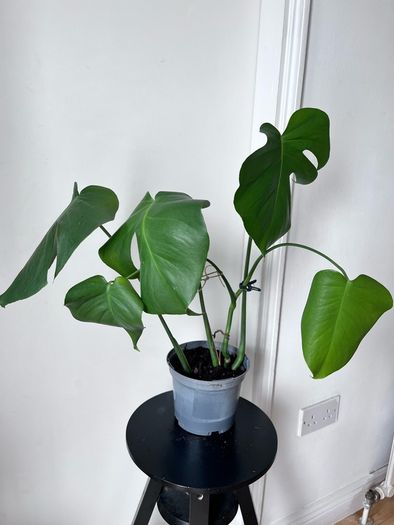 Young Monstera deliciosa plant