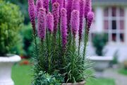 plants