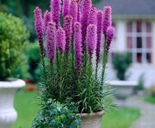 plants