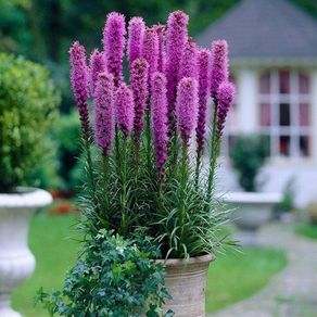 plants