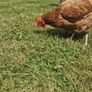 8 laying hens for sale Image 8