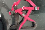 dog harness Anione and lead