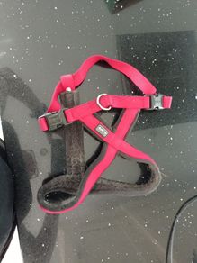 dog harness Anione and lead