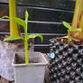 "Musa Basjo " banana tree Image 3