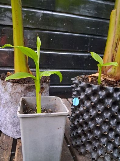 "Musa Basjo " banana tree