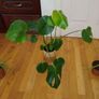 Ultimate Plant Lover's Bundle, Swiss Cheese and Aloe Vera Image 6