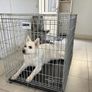 Savic dog crate Giant size Image 2