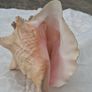 Large Queen Conch Shell Image 2