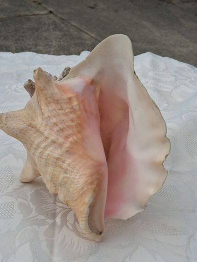 Large Queen Conch Shell