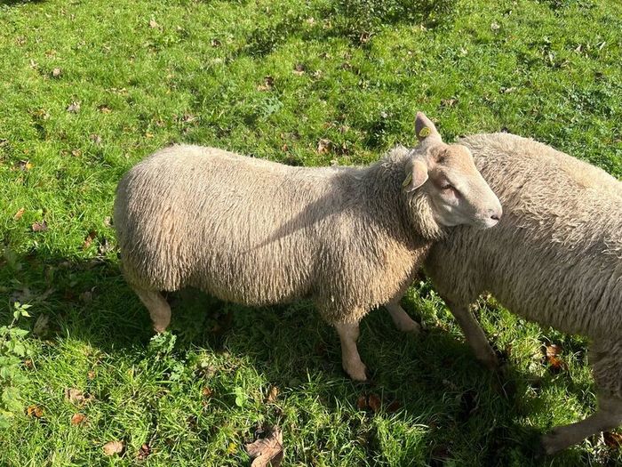 SIS Pedigree Cheviot and Charollais