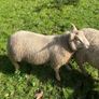 SIS Pedigree Cheviot and Charollais Image 9