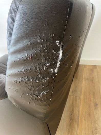 Free Couch