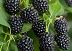 Blackberry Black Satin 2l pot available in September 2024