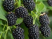 Blackberry Black Satin 2l pot available in September 2024