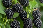 Blackberry Black Satin 2l pot available in September 2024