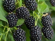 main image for ad Blackberry Black Satin 2l pot available in September 2024