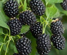 Blackberry Black Satin 2l pot available in September 2024
